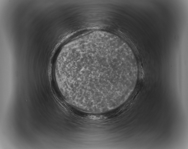 X0000103320346200810060959