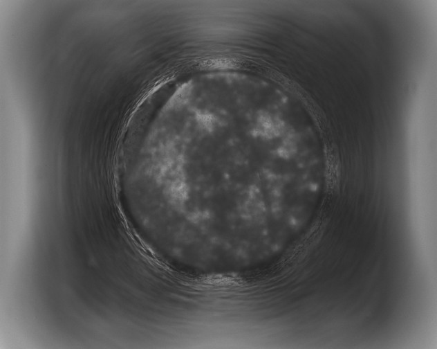 X0000103320386200810060959