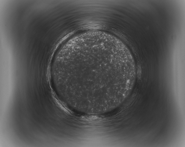 X0000103320390200810060959