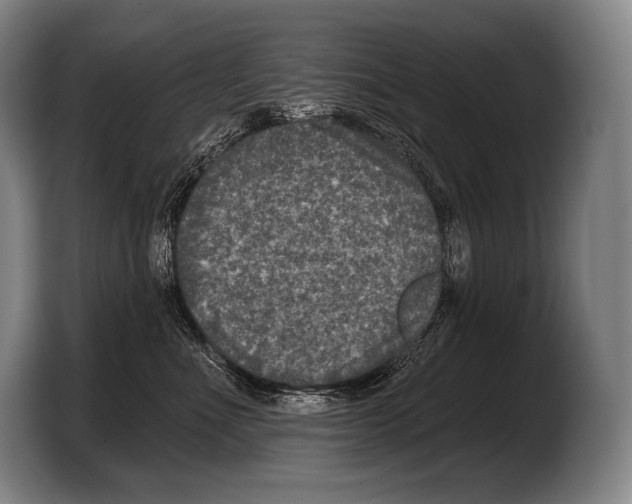 X0000103320523200810060957
