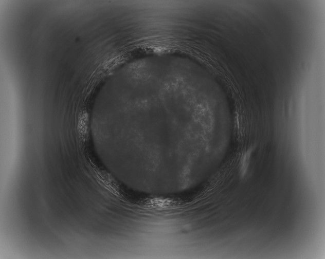 X0000103320650200810060955