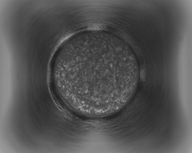 X0000103320724200810060954