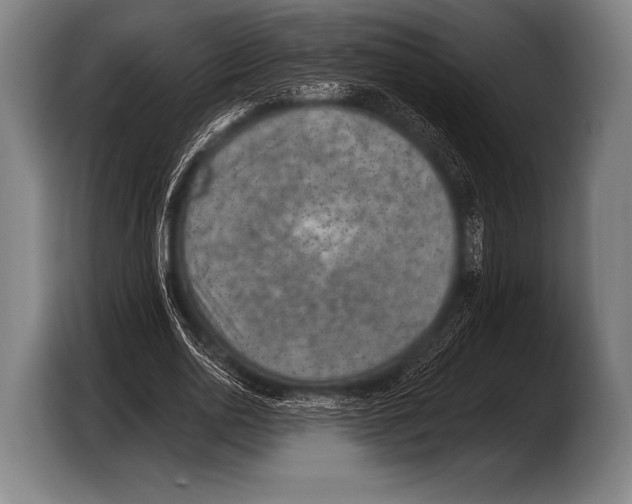 X0000103320726200810060954