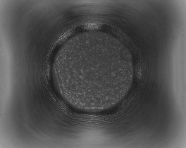 X0000103320735200810060954