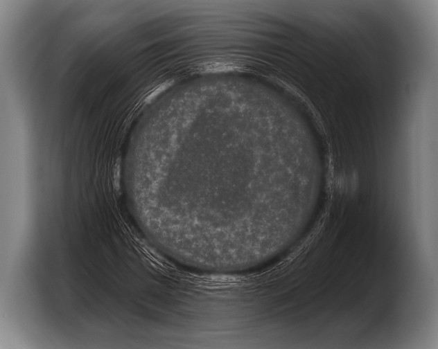 X0000103320777200810060954