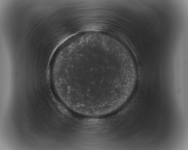 X0000103320779200810060954