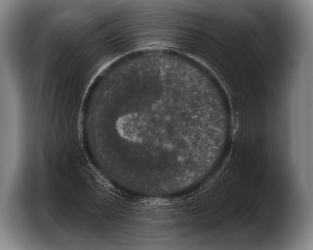X0000103320783200810060954