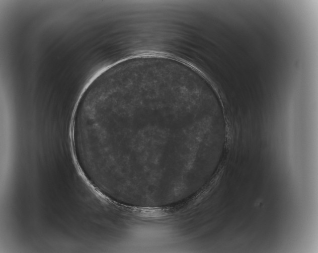 X0000103321007200810060951