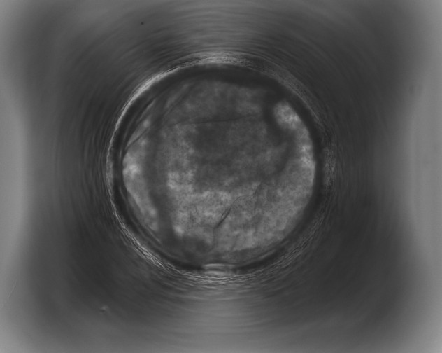 X0000103321024200810060950