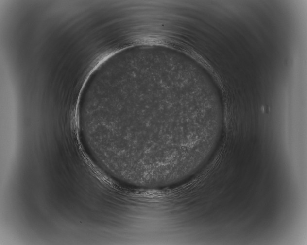 X0000103321028200810060950