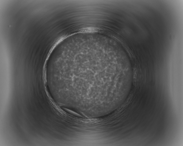 X0000103321083200810060950