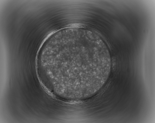 X0000103321091200810060950