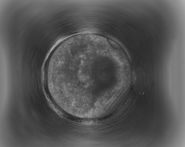 X0000103321099200810060950