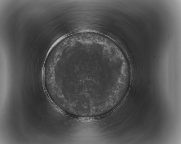 X0000103321198200810060948