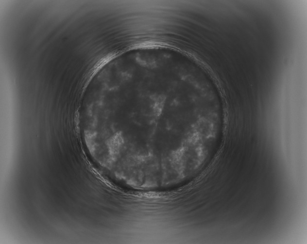 X0000103321329200810060947