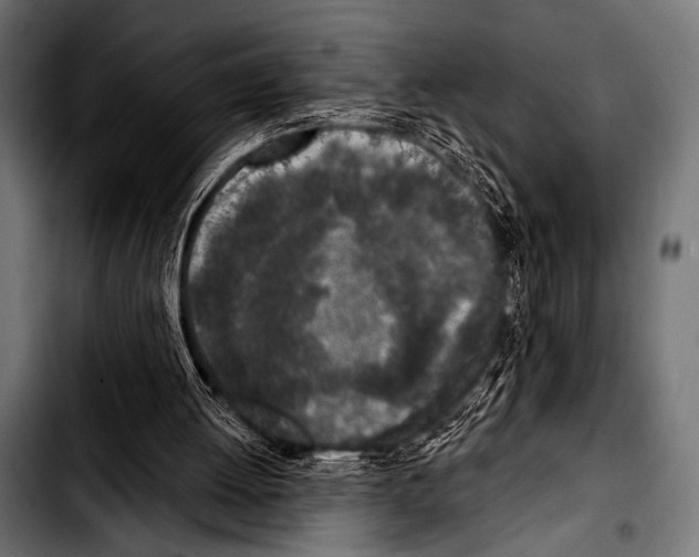 X0000103320052200810171411