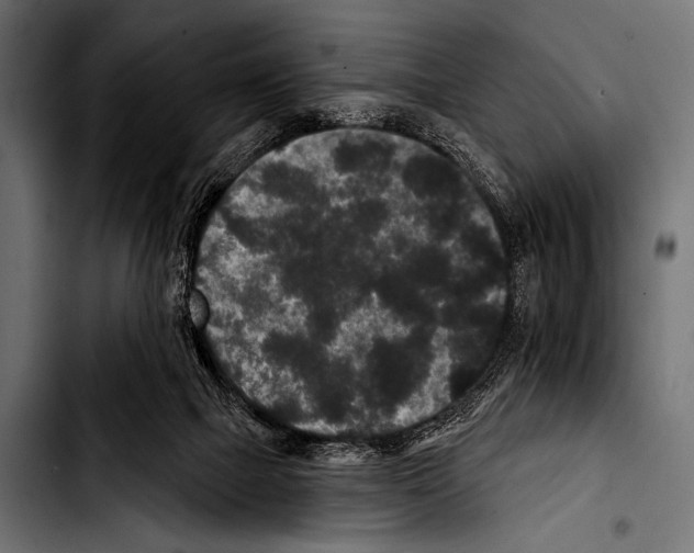 X0000103320073200810171411