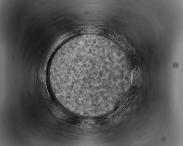X0000103320195200810171409