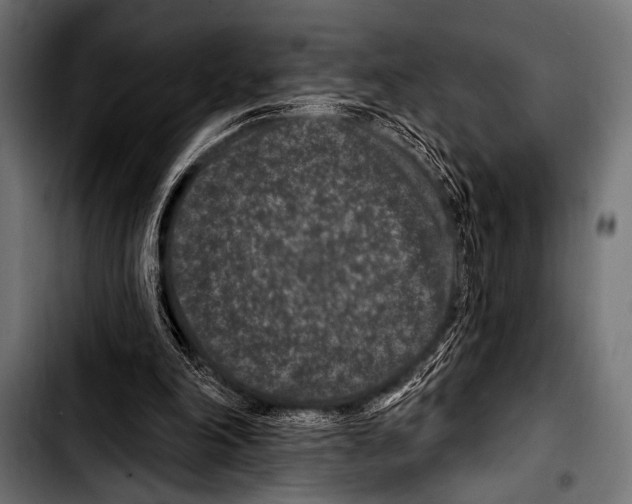 X0000103320198200810171409