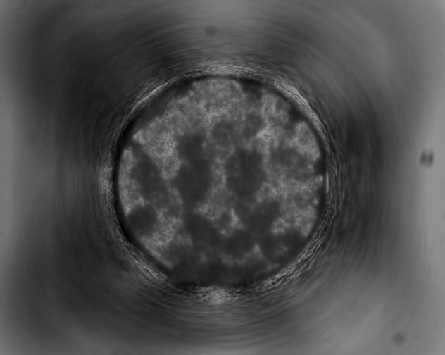 X0000103320249200810171408