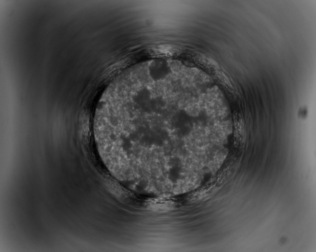 X0000103320331200810171407
