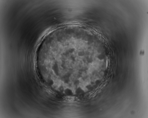 X0000103320339200810171406