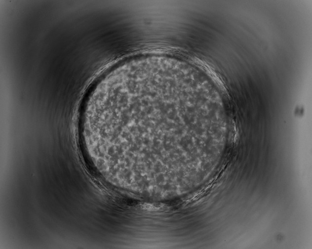 X0000103320346200810171407