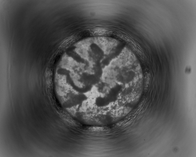 X0000103320361200810171407