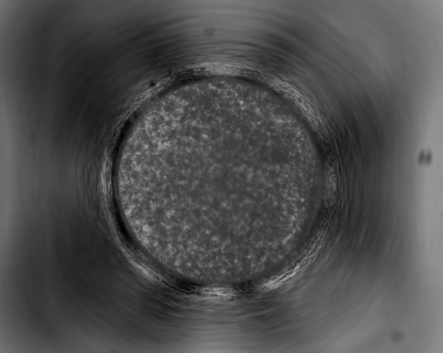 X0000103320398200810171406