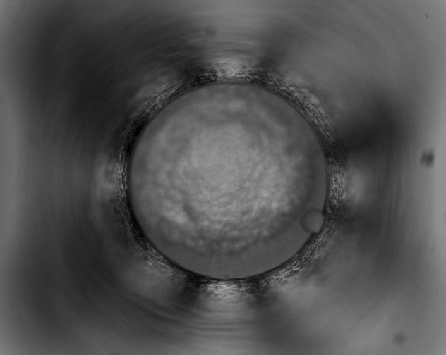 X0000103320419200810171406