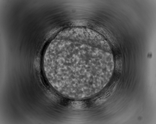X0000103320444200810171405