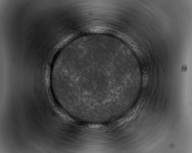 X0000103320446200810171405