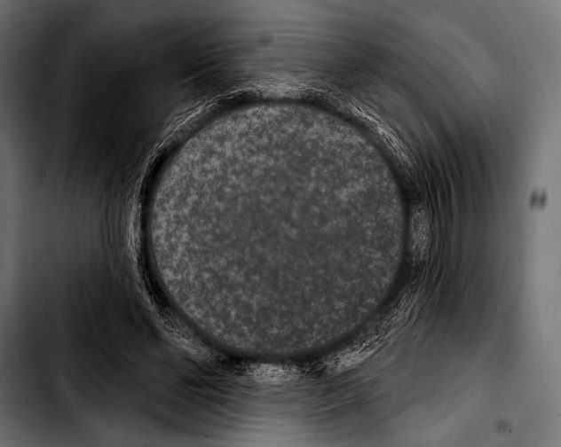 X0000103320494200810171405