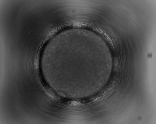 X0000103320496200810171405