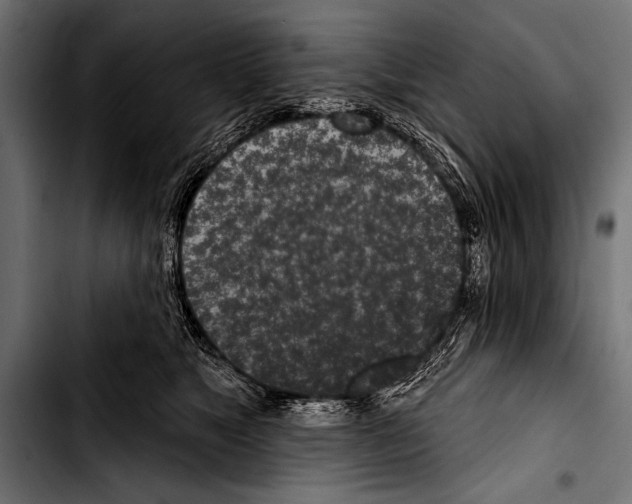 X0000103320517200810171404
