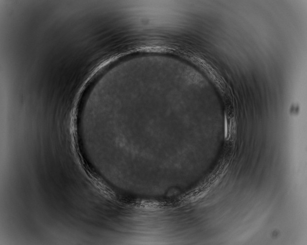 X0000103320531200810171403
