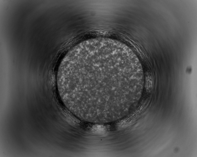X0000103320613200810171403