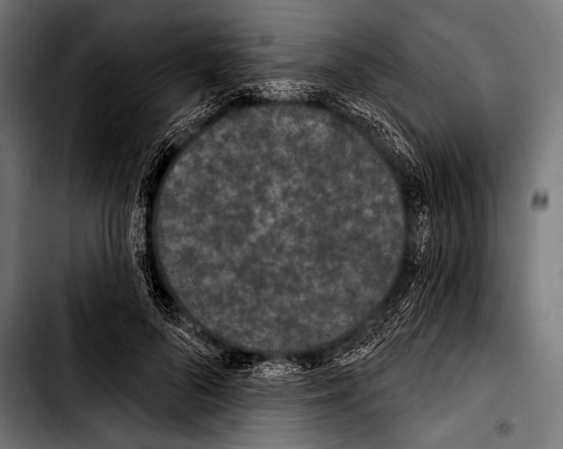 X0000103320696200810171401