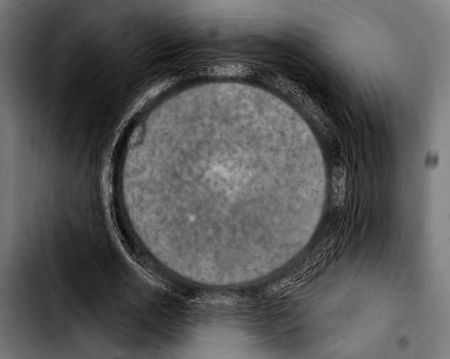 X0000103320726200810171400