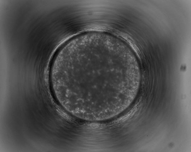 X0000103320779200810171400