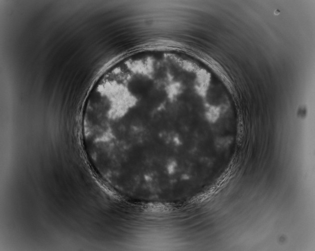 X0000103320850200810171359