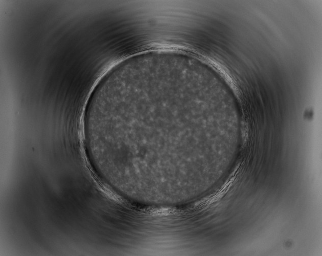 X0000103320891200810171359