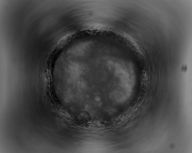 X0000103320918200810171358