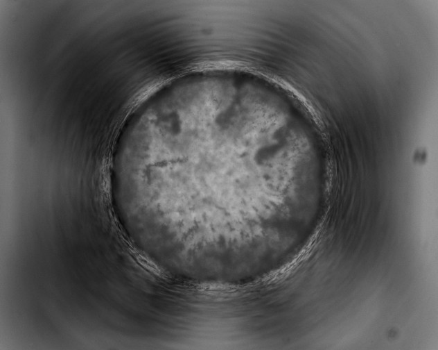X0000103320921200810171358