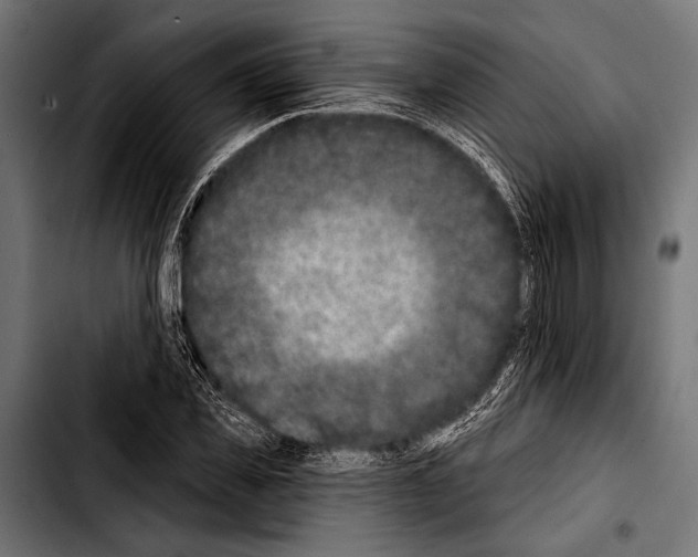 X0000103320925200810171358