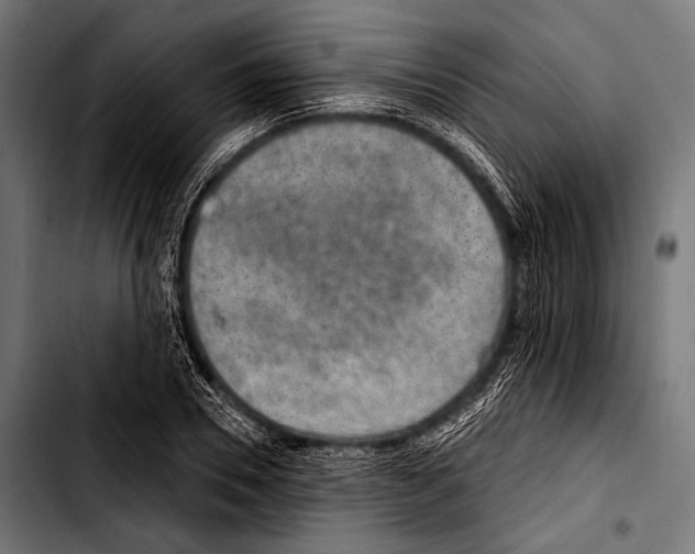 X0000103320930200810171358