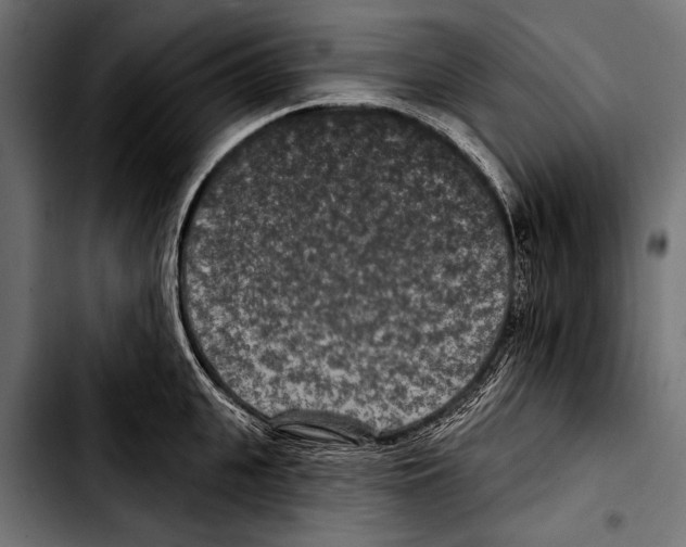 X0000103320951200810171358