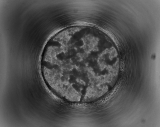X0000103320995200810171357
