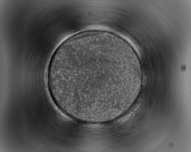 X0000103320999200810171357