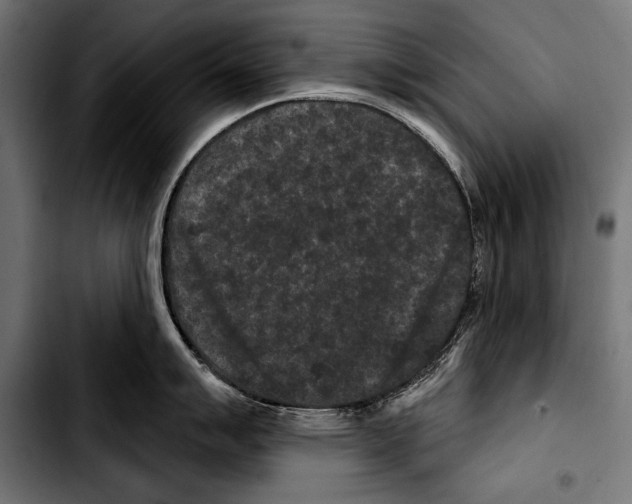 X0000103321007200810171357